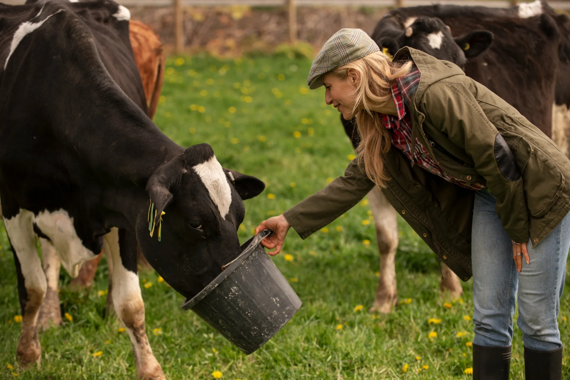 Woman in field feeding black and white cow from bucket.