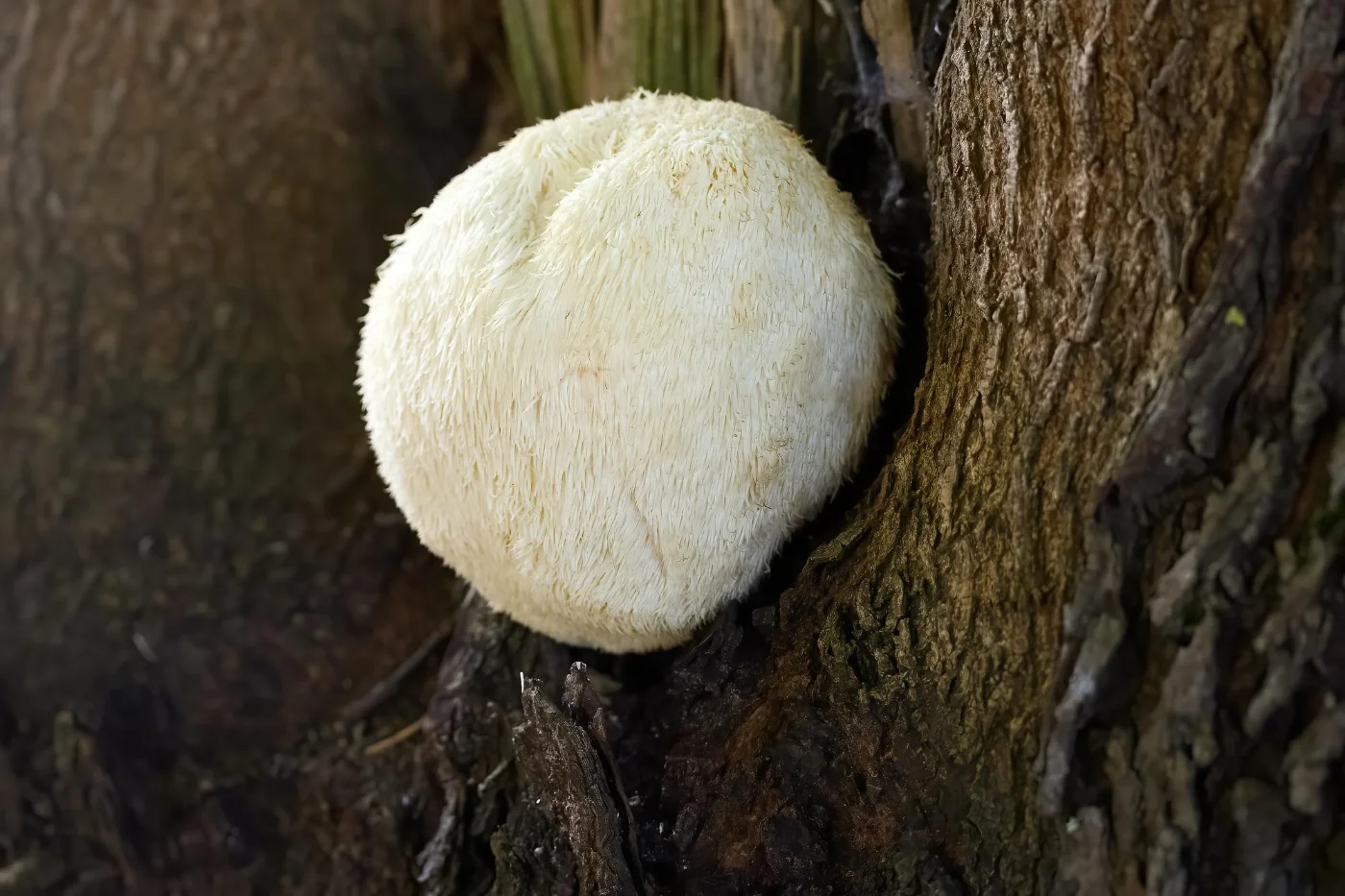 Lion's mane mushroom growing on a tree trunk, textured bark visible.