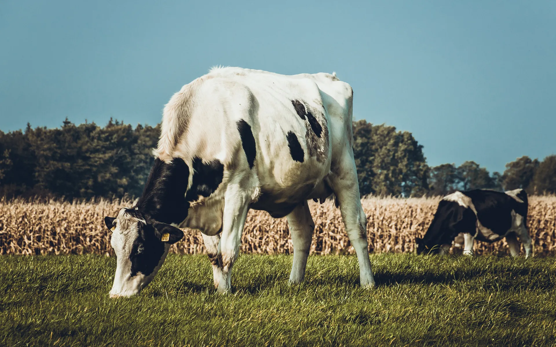 New Zealand, Gass Fed Whey Protein,