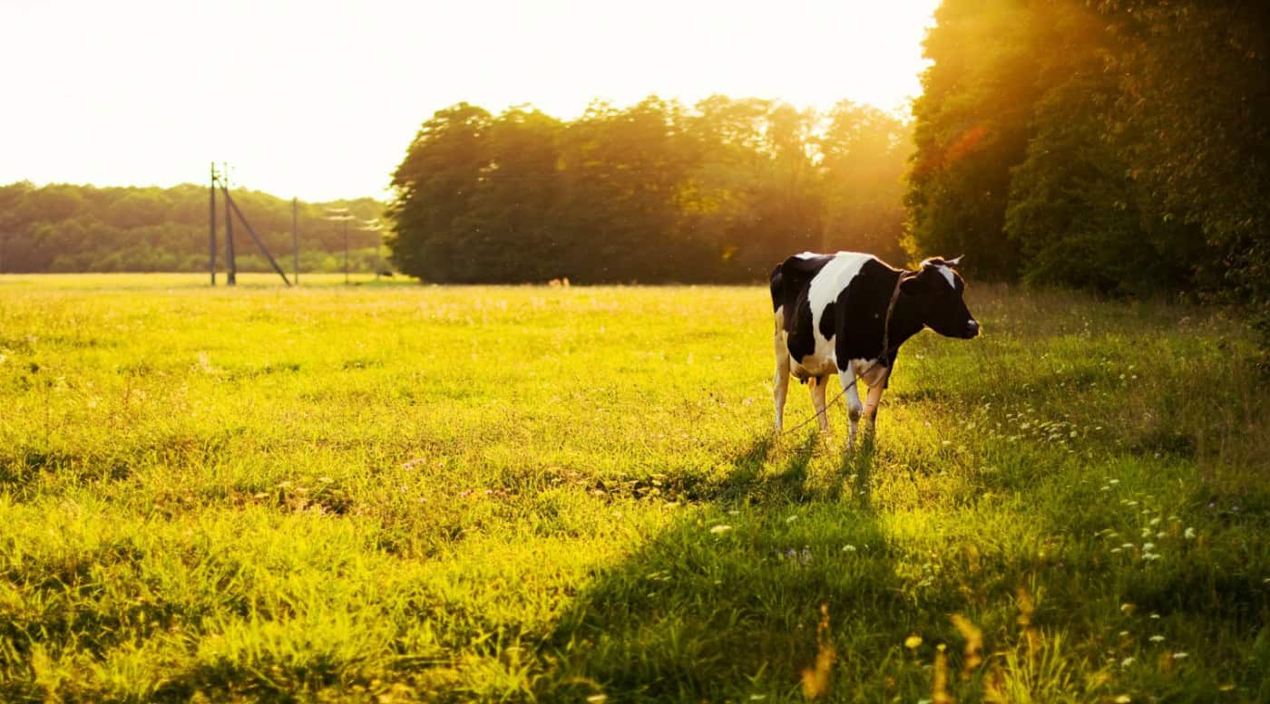 Why you should use grass fed protein